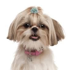 • shih tzu puppies should be fed three times daily while shi tzu adults are fed once a. Shih Tzu Puppies For Sale Adoptapet Com