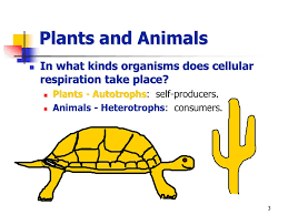 This carbon dioxide is a waste product produced by the animal's cells during cellular respiration. Cellular Respiration Ppt Download