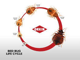 Bed Bug Life Cycle Eggs Nymphs Adult Stages