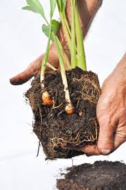 Turmeric plants look good too, you can grow them outdoors to get a tropical look in your garden. Organic Certified Green Turmeric Plant With Leaves Cut At 24 Tall Curcuma Longa Sp Free Shipping Usa Florida Grown Rare Non Gmo No Chemicals Perfect For Garden Or In Pots