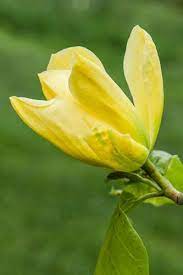 120518 048 Magnolia Honey Liz Jpg Japanese Magnolia Yellow Magnolia Magnolia