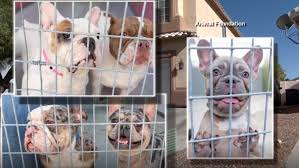Bouledogue or bouledogue français) is a breed of domestic dog, bred to be companion dogs. Animal Foundation Offering Adoptions For Bulldogs Rescued From House Fire Ksnv