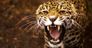 Wallpapers in ultra hd 4k 3840x2160, 1920x1080 high definition resolutions. Angry Jaguar 4k Ultra Hd Wallpaper Jaguar Animal Jaguar Wallpaper Animals