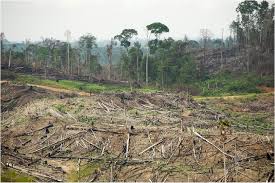 Indonesian Rainforests Rainforest Action Network