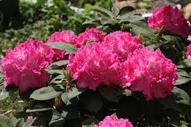 Rhododendron Dungen Mit Der Richtigen Dungung Sorgen Sie Fur Eine Prachtige Blute Heimhelden