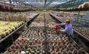 More than 314 large cactus plants for sale at pleasant prices up to 52 usd fast and free worldwide shipping! Britain S Biggest Cactus Grower In Sales Spike As Hosepipe Ban Takes Its Toll On Ordinary Garden Plants Daily Mail Online
