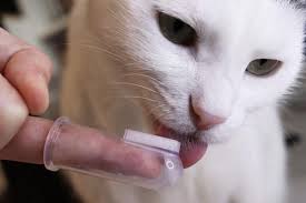 How to Brush Your Cat's Teeth