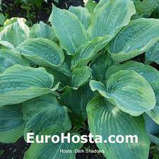 'dark shadows' est un hosta d'origine inconnue. Hosta Dark Shadows Eurohosta