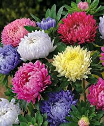 Callistephus chinensis, an ornamental plant native to china. China Asters Flower Seeds Aster Flower Beautiful Flowers