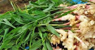 Check spelling or type a new query. How To Plant And Grow Ginger In Your Home Garden Gardener S Path