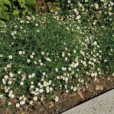 Image result for Erigeron karvinskianus
