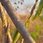 Image result for Rourea orientalis