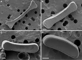 Image result for Entada bacillaris