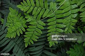 Image result for Osmundaceae