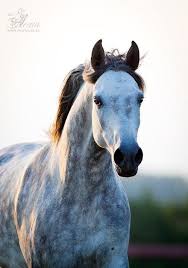 27 ausmalbilder zum ausdrucken pferde best buyessaysonline com. Pferde Bilder Zum Drucken Kostenlos Fur Whatsapp Bilder Und Spruche Fur Whatsapp Und Facebook Kostenlos