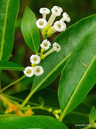 Image result for Pavonia burchellii