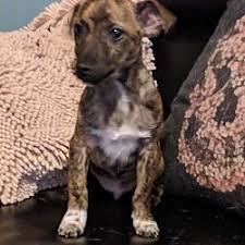 From the best dog adoption sites to those offering a range pets for vets, dogtime, dog's blog, or dog's best life are for more specialized pet searches. Pin On Adoptable Pets