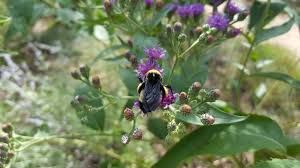 Image result for Vernonia turbinella