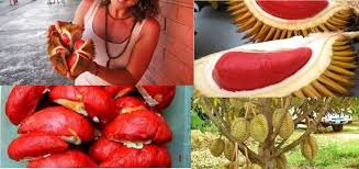 Quả sầu riêng được nhiều người ở đông nam á xem như là vua. Cay Giá»'ng Sáº§u Rieng Ruá»™t Ä'á» Cay Giá»'ng Sáº§u Rieng Ruá»™t Ä'á» Nháº­p Kháº©u Malaysia Chuáº©n Uy Tin Cháº¥t LÆ°á»£ng 83285 VÅ© Diá»‡u Anh Blog Muabannhanh 17 07 2018 11 22 40
