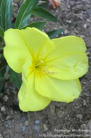 The spreading nature of wild sweet william lends itself well to propagation by division. Gorgeous Yellow Flowers Wildflower Garden Natural Garden Xeriscape