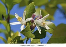 Image result for Rutaceae