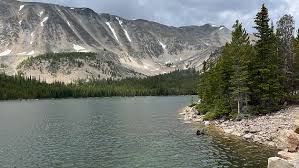 Image result for Harungana montana