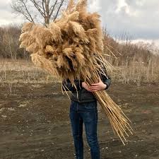 Prepare a solution of 2 tablespoons of glysophate herbicide per. Excited To My Etsy Shop Dried Pampas Grass Office Decor Ornamental Grass Gold Wedding Decor Wedding Arch Ornamental Grasses Grass Flower Wedding Arch Flowers