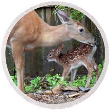 Whitetailed Deer, Mother and New Fawn Round Beach Towel by A Macarthur  Gurmankin