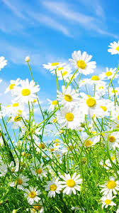 Pin By Sarah On Iphone 5s Wallpapers Best Flower Wallpaper Spring Wallpaper Spring Flowers Wallpaper