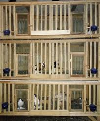 Cara membuat kandang burung merpati yang bagus. Kandang Burung Merpati Dari Bambu Tentang Kolam Kandang Ternak