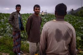 In many malaysian plantations, foreign workers are hired to do the hard work of rubber tapping or palm fruit harvesting. Bangladesh Welcomes Malaysian Effort To Open Foreign Worker Hiring Process Benarnews