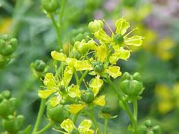 Image result for Fagaropsis