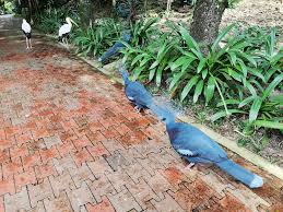 Harga tiket taman burung sahaja. Taman Burung Kuala Lumpur Tempat Percutian Pertama Waktu Pkpp Ceritera Si Gadis Biru