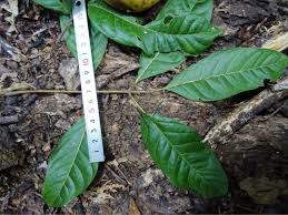 Image result for Glenniea