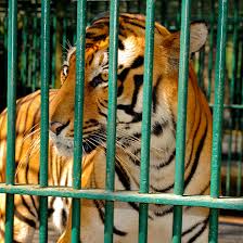 Image result for tiger in the zoo