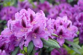 Red rhododendron is the favorite national flower symbol of the nepali people. Rhododendron The National Flower Of Nepal