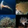 Pores a type of asexual reproduction in which a new radial what type of symmetry do mollusks, annelids, and arthropods have? 1
