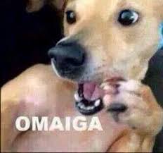 Omaiga Meme Perro Gif De Perros Humor De Perros Humor Divertido Sobre Animales