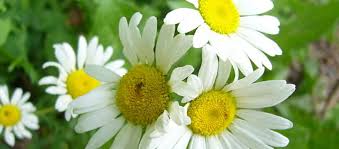 Bungalah yang selalu mewakili perasaan kita terhadap. Apa Arti Bunga Ini