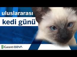 Uluslararasi Kedi Gunu Youtube