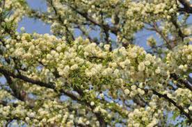 Image result for Acacia robusta