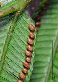 Image result for Marattiaceae