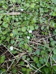 Image result for Evolvulus nummularius