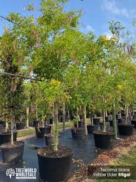 Image result for Tecoma stans