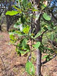 Image result for Terminalia brachystemma