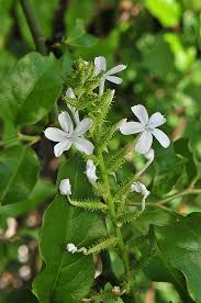 Image result for Plumbago zeylanica