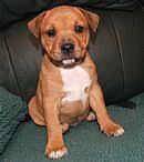 Staffordshire Bull Terrier Breeders, AUST