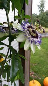 passieflora passiebloem bloeiende planten planten