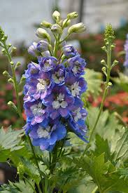 Image result for Delphinium