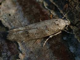 Image result for Exoteleia dodecella